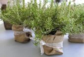 Rosemary Plants