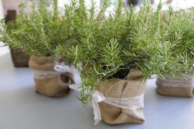 Rosemary Plants