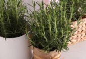 Rosemary Plants