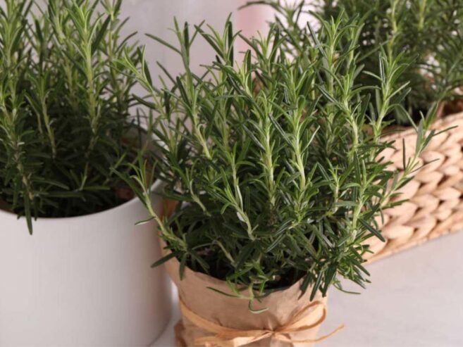 Rosemary Plants