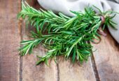 Rosemary Plants