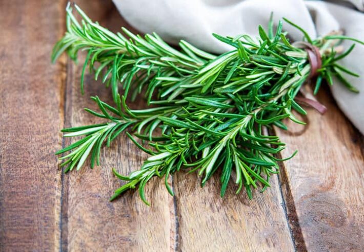 Rosemary Plants