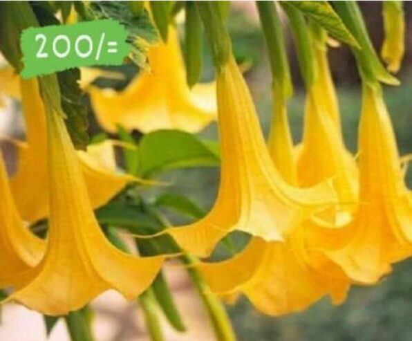 Angel’s Trumpet Plants for Sale in Diyathalawa, Sri Lanka