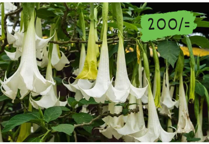 Angel’s Trumpet Plants for Sale in Diyathalawa, Sri Lanka