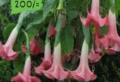 Angel’s Trumpet Plants for Sale in Diyathalawa, Sri Lanka