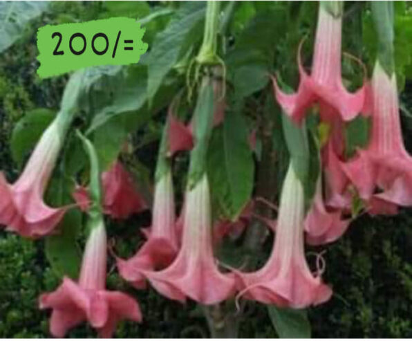 Angel’s Trumpet Plants for Sale in Diyathalawa, Sri Lanka