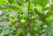 Scotch Bonnet Dark Green Seeds – Grow Heat & Flavor