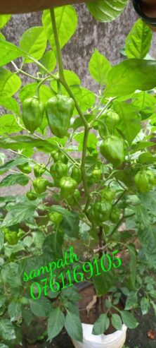 Scotch Bonnet Dark Green Seeds – Grow Heat & Flavor