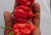 Scotch Bonnet Dark Green Seeds – Grow Heat & Flavor