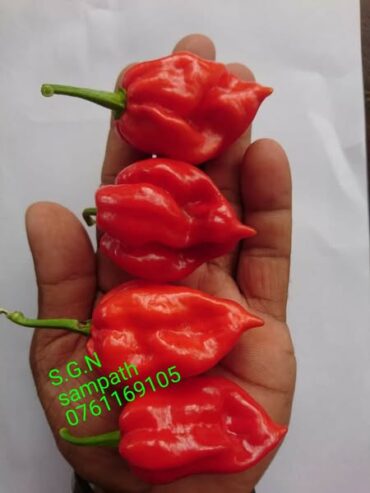 Scotch Bonnet Dark Green Seeds – Grow Heat & Flavor