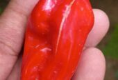 Scotch Bonnet Dark Green Seeds – Grow Heat & Flavor