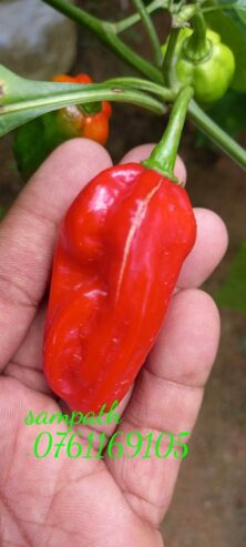 Scotch Bonnet Dark Green Seeds – Grow Heat & Flavor