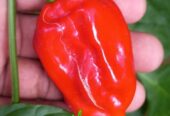 Scotch Bonnet Dark Green Seeds – Grow Heat & Flavor