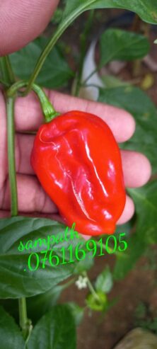 Scotch Bonnet Dark Green Seeds – Grow Heat & Flavor