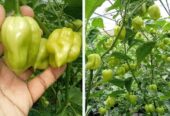 Best Piquante Red Miris F1 Hybrid Seeds – CS Agro, Colombo