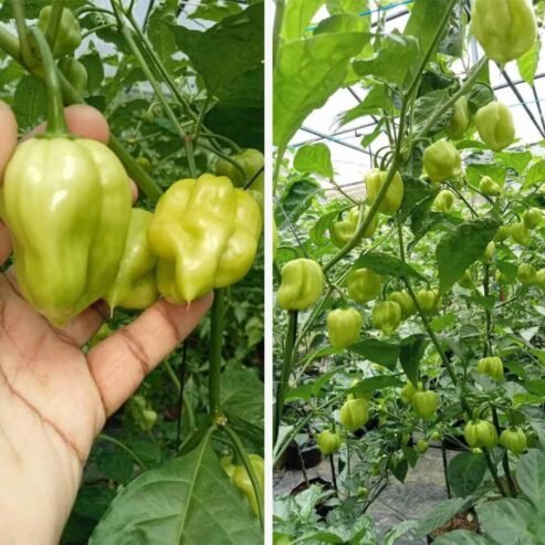 Best Piquante Red Miris F1 Hybrid Seeds – CS Agro, Colombo