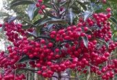 Ardisia Crenata – Christmas Berry