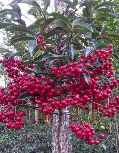 Ardisia Crenata – Christmas Berry