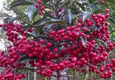 Ardisia-Crenata-Christmas-Berry-1