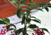 Ardisia Crenata – Christmas Berry