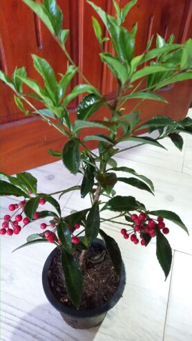 Ardisia Crenata – Christmas Berry