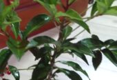 Ardisia Crenata – Christmas Berry