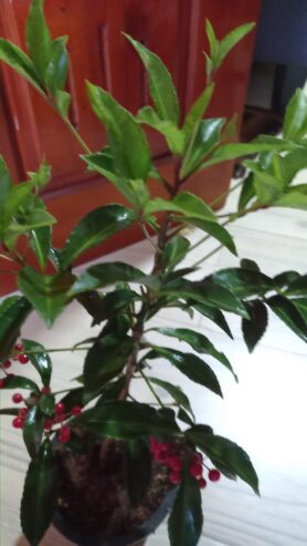 Ardisia Crenata – Christmas Berry