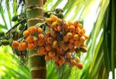 Areca Plants for Sale in Wellawaya, Sri Lanka