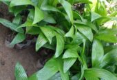 Areca Plants for Sale in Wellawaya, Sri Lanka