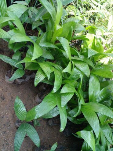 Areca Plants for Sale in Wellawaya, Sri Lanka