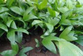 Areca Plants for Sale in Wellawaya, Sri Lanka