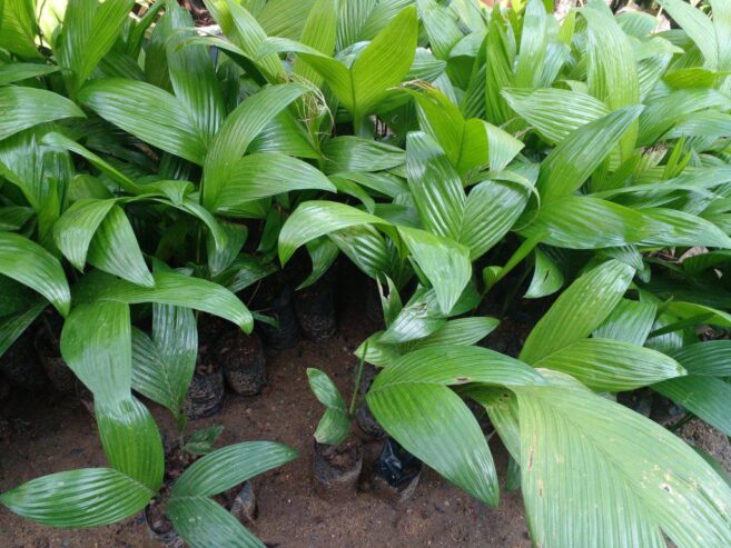 Areca Plants for Sale in Wellawaya, Sri Lanka