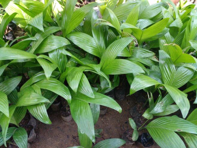 Areca Plants for Sale in Wellawaya, Sri Lanka