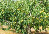 Asian Pear Plants in Wellawaya