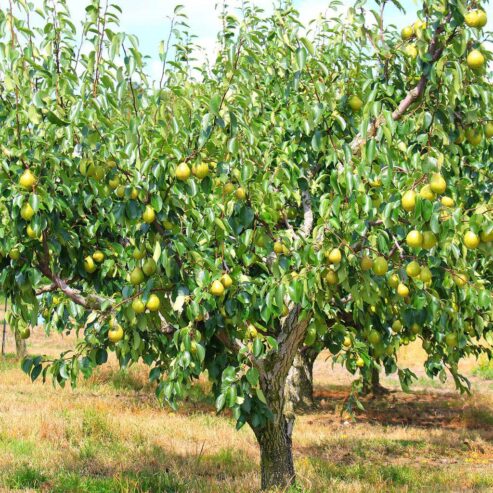 Asian Pear Plants in Wellawaya