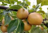 Asian Pear Plants in Wellawaya