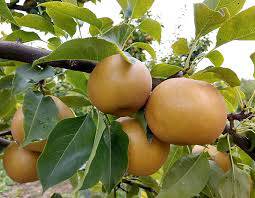 Asian Pear Plants in Wellawaya