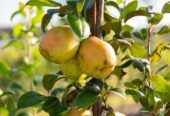 Asian Pear Plants in Wellawaya