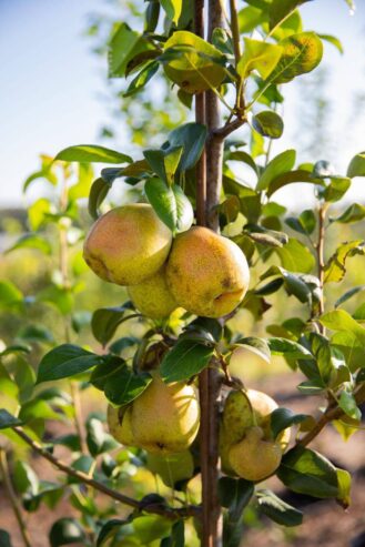 Asian Pear Plants in Wellawaya