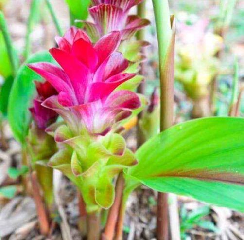 Curcuma Zedoaria Plants