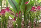 Curcuma Zedoaria Plants