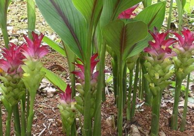 Curcuma-zedorrhiza-2