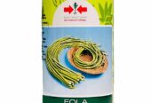 Best Fola Yard Long Beans Seeds- මෑ බීජ – CS Agro, Colombo