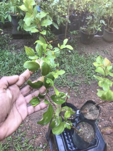 Green Apple Ber Plant in Malabe