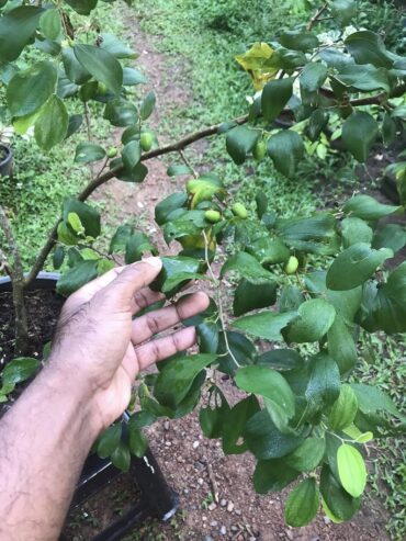 Green Apple Ber Plant in Malabe