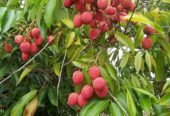 Lychee Plants in Polonnaruwa