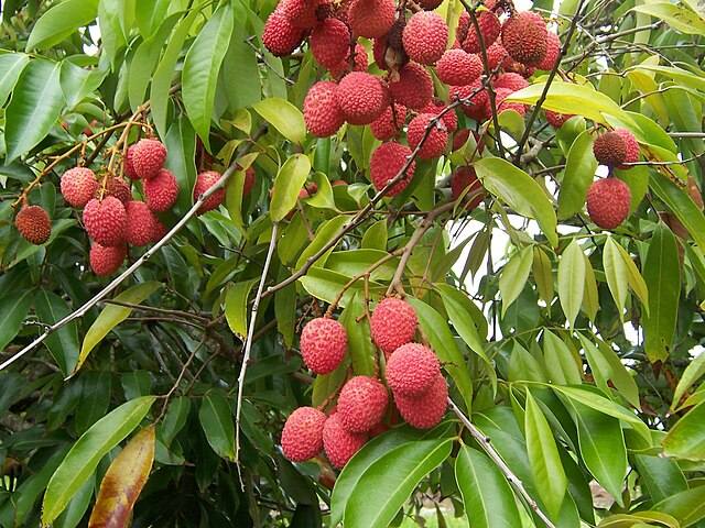 Lychee Plants in Polonnaruwa