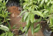 Lychee Plants in Polonnaruwa