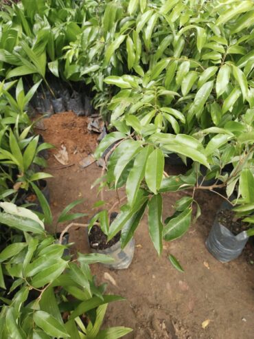 Lychee Plants in Polonnaruwa