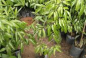 Lychee Plants in Polonnaruwa